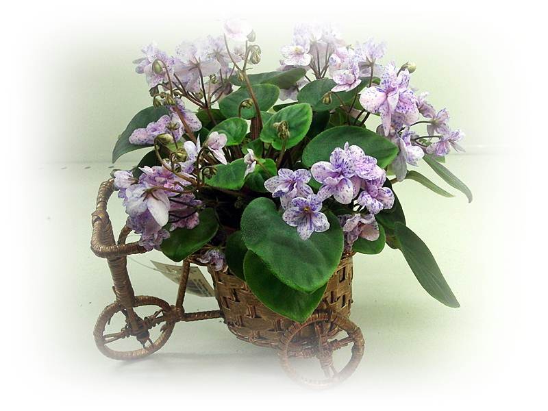 Rob's Boolaroo(колл.Дорофеева).JPG