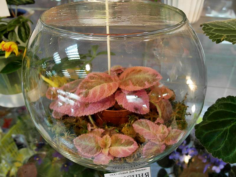 эписция Pink Smoke (колл.Прудковой).JPG
