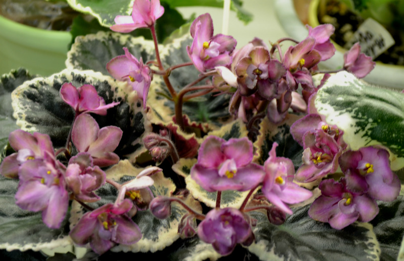 Wild Irish Rose кол Прядкиной.JPG