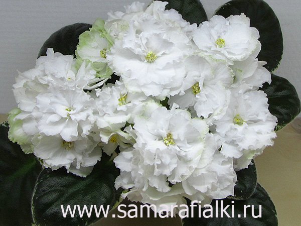 Ле-Абигайль 2016_rs.jpg