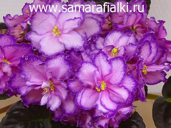 РС-Графиня де монсоро  2016_rs.jpg
