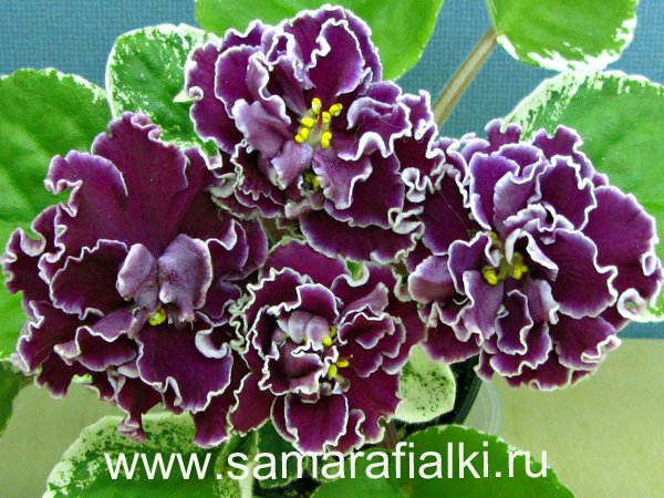 ЛЕ-Оксана  нов_rs.jpg