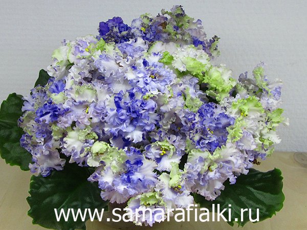 ЛЕ-Флирт спорт 2016_rs.jpg