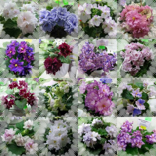 collage2.jpg