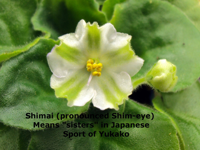 Shimai ф.Ландек.jpg