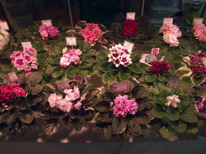 DSCF7793.jpg