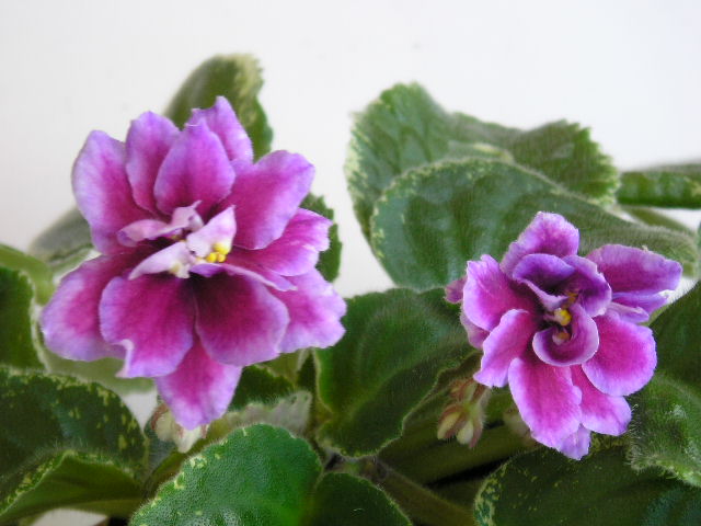 P1010035.JPG
