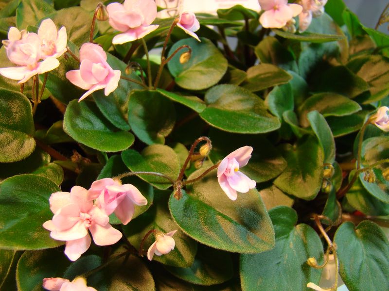 DSC00001.JPG