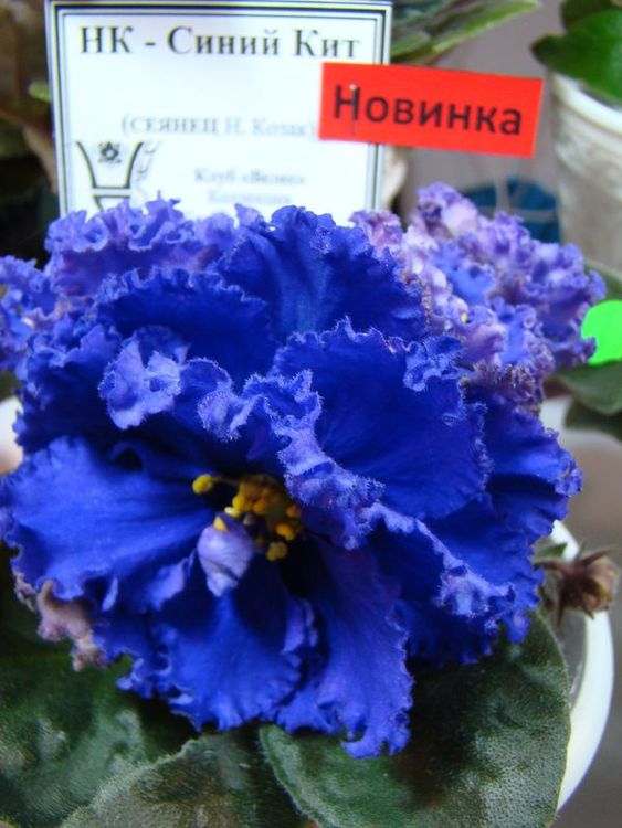 DSC00014.JPG
