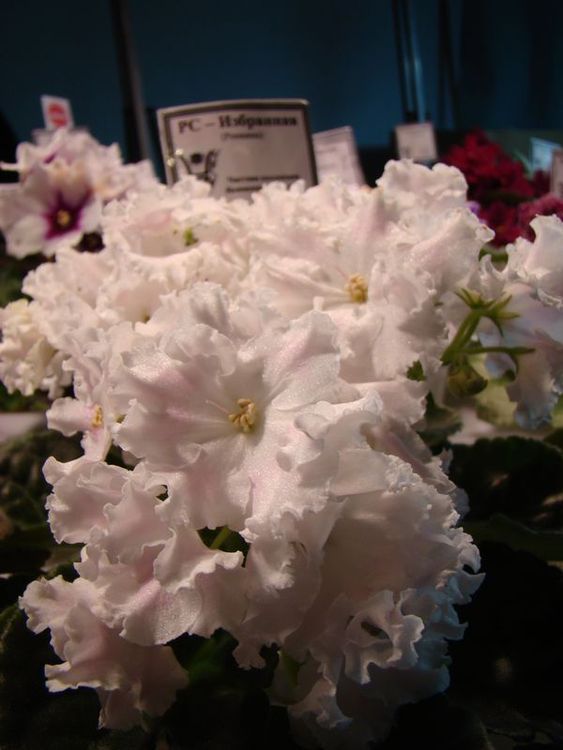 DSC00018.JPG