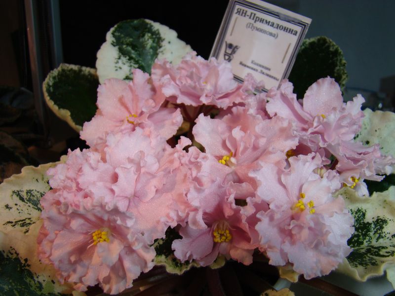 DSC00025.JPG