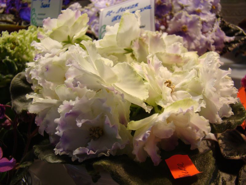 DSC00028.JPG