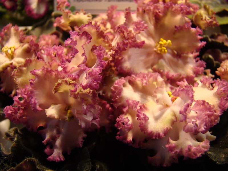 DSC00030.JPG
