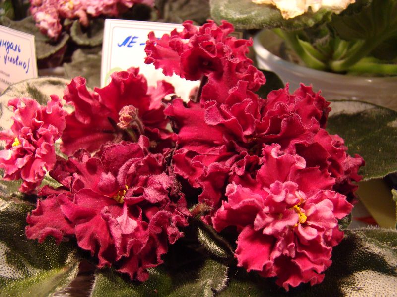 DSC00032.JPG