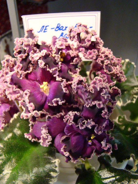 DSC00033.JPG