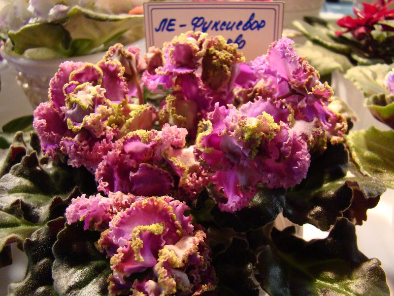 DSC00035.JPG