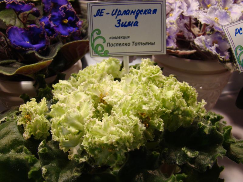 DSC00036.JPG