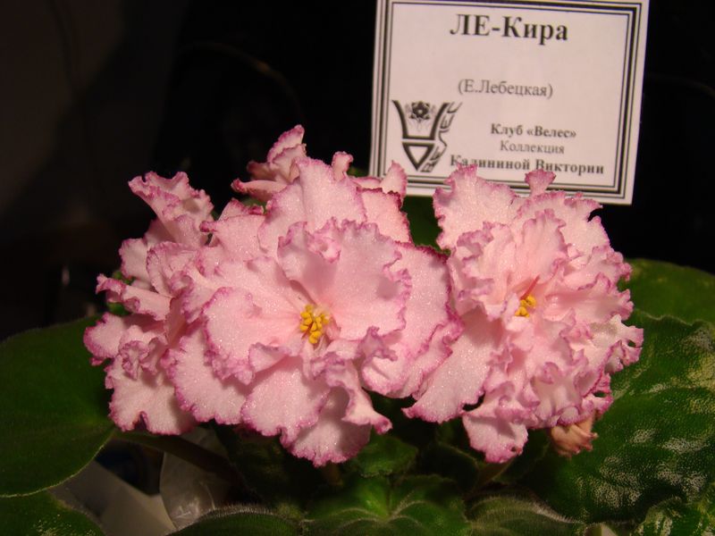 DSC00038.JPG