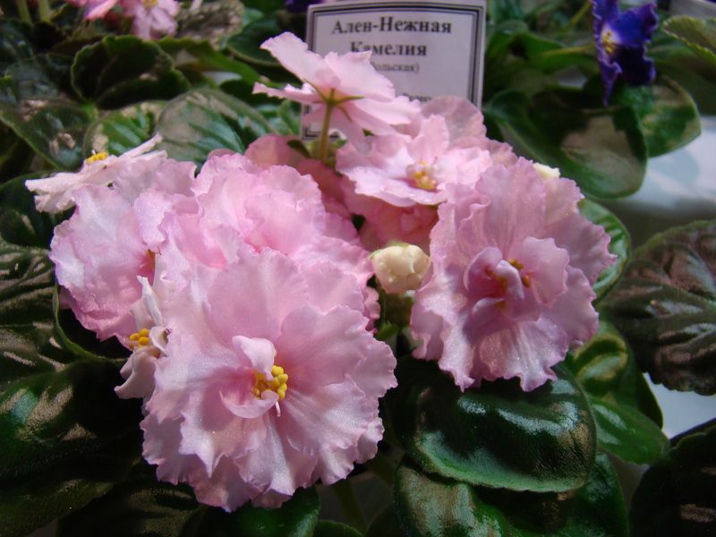 DSC00041.JPG