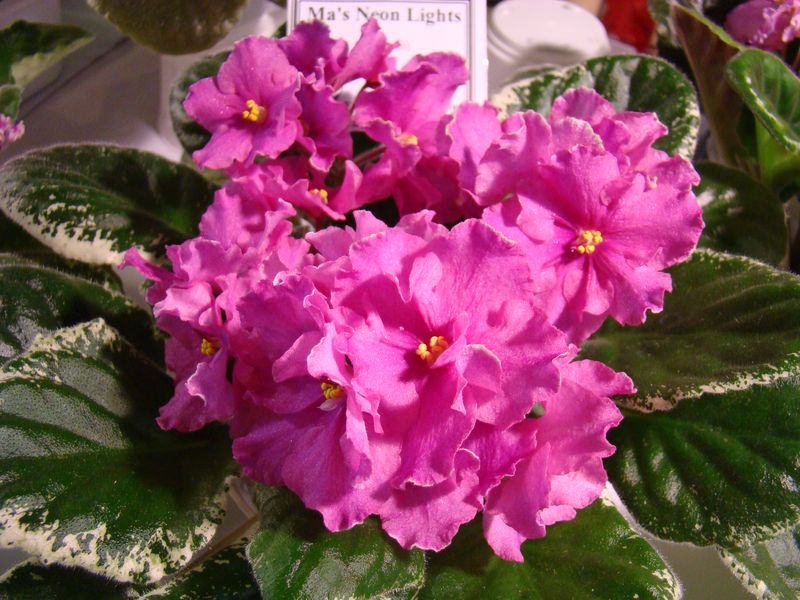 DSC00042.JPG