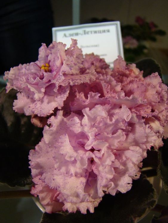 DSC00044.JPG