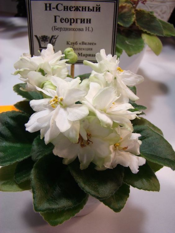 DSC00050.JPG