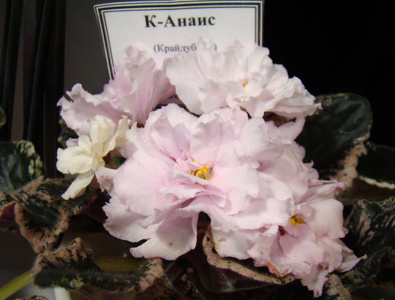 DSC00052.JPG