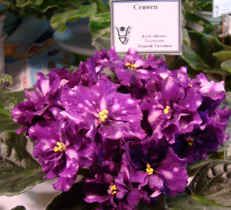 DSC00058.JPG