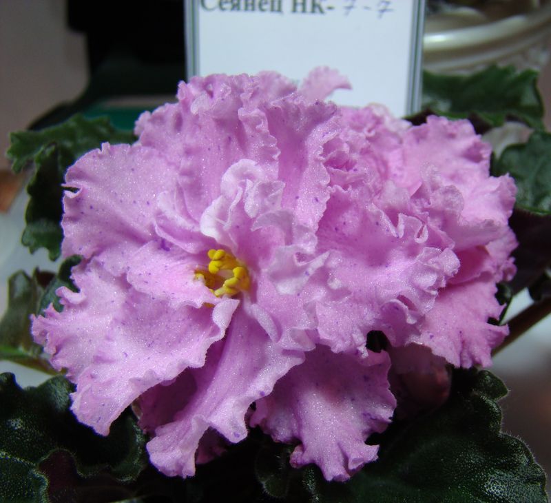 DSC00063.JPG