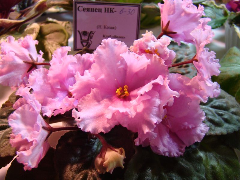 DSC09922.JPG
