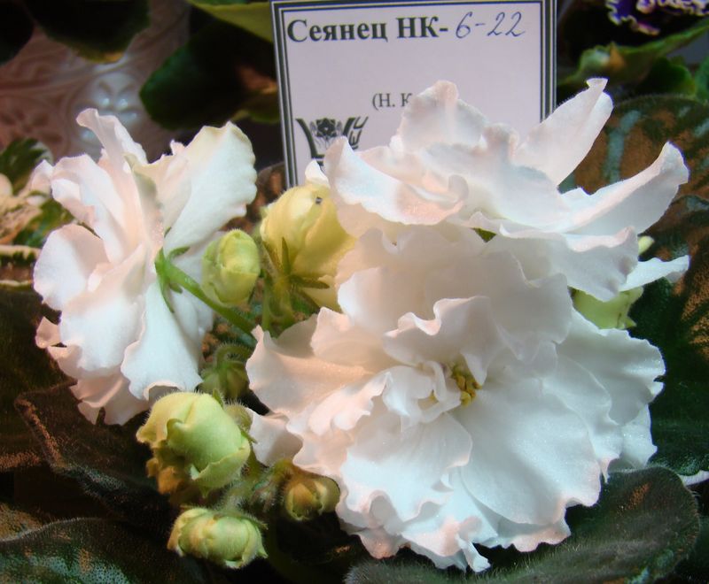 DSC09923.JPG