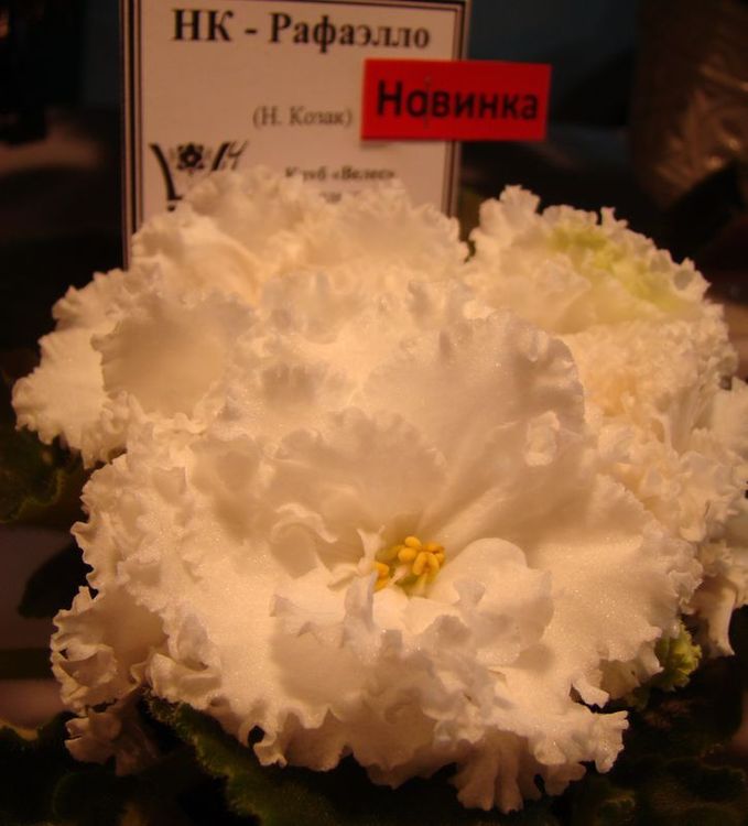 DSC09926.JPG