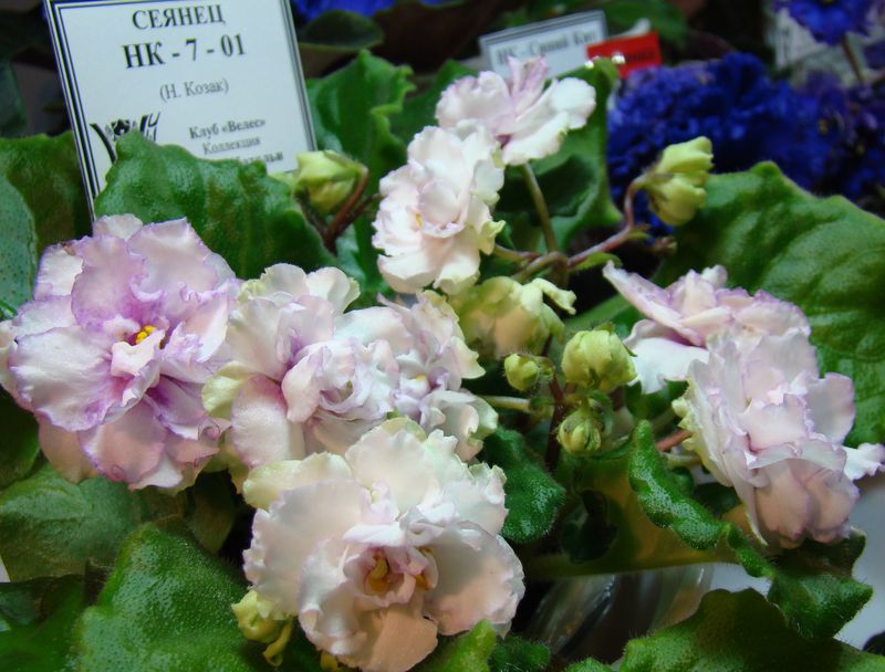 DSC09983.JPG