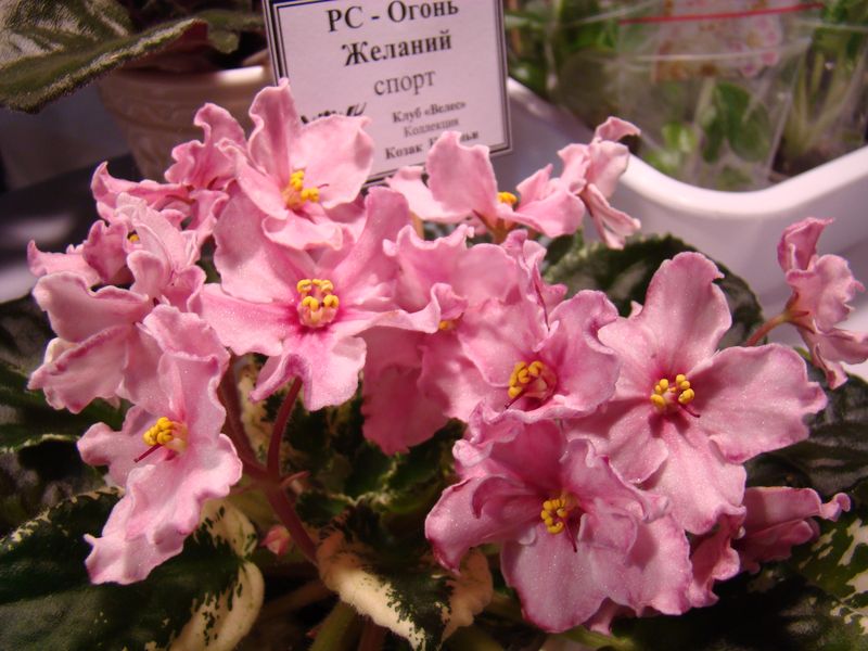 DSC09905.JPG
