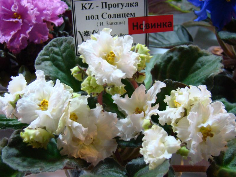DSC09915.JPG