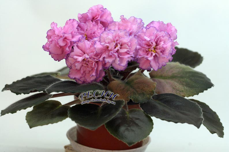 IMG_1502 копия.jpg