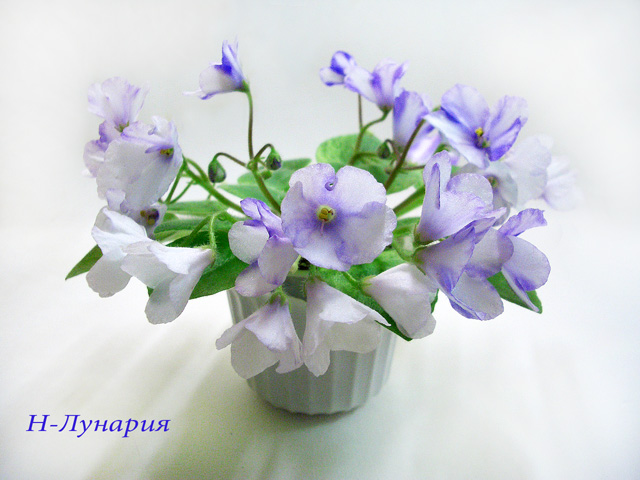 CIMG0281.jpg