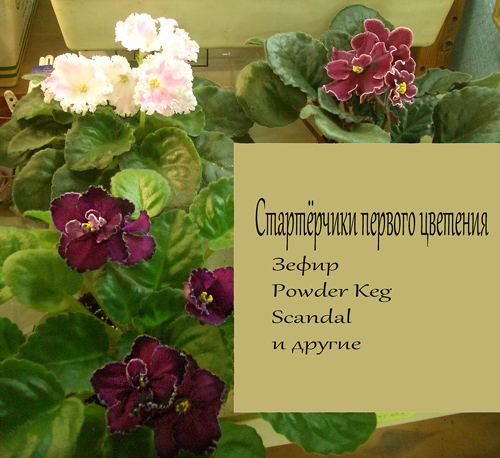 CIMG0265.JPG