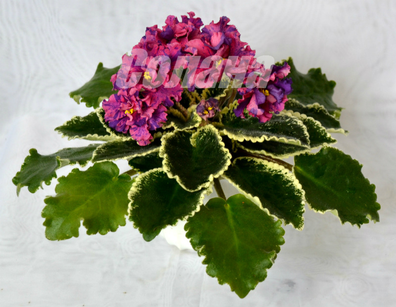 ЛЕ-Астрея.jpg