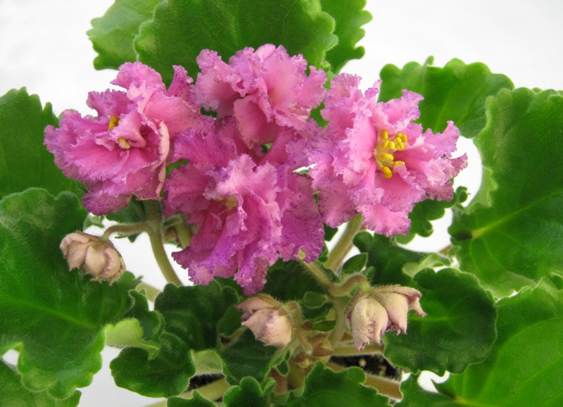 ЛЕ-Мария Мирабелла.JPG