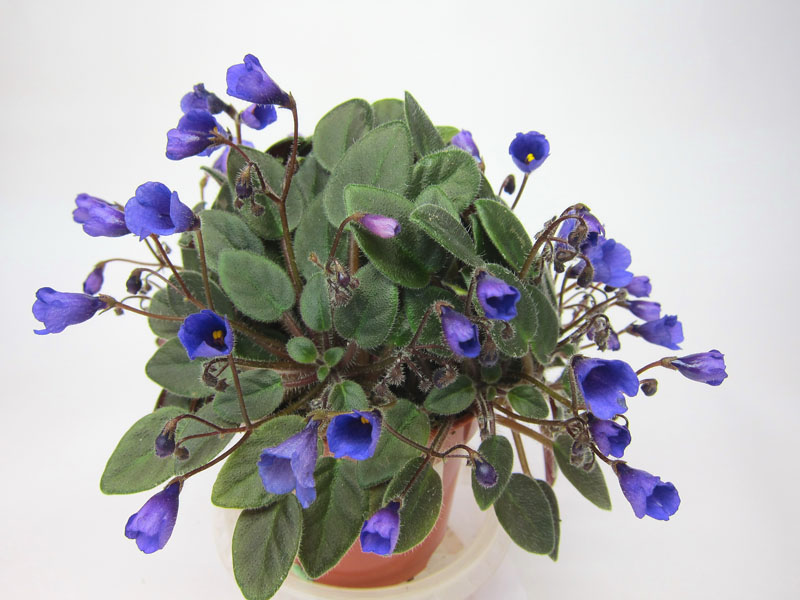 Vallarta Campanas Moradas.jpg