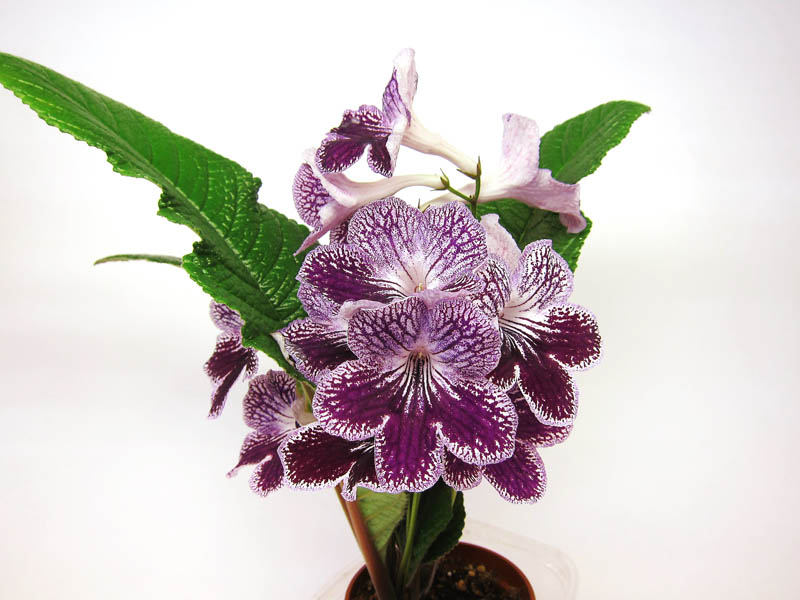 Somerset Purple Ice.jpg