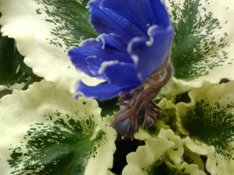 Ma's Bluberry Taffy.jpg