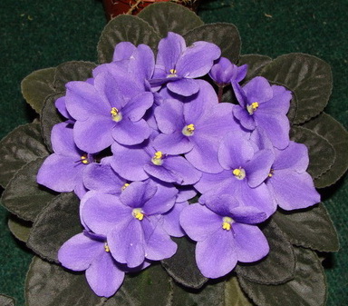 Jantien