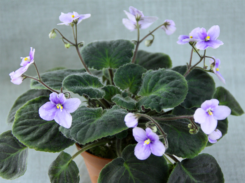 S. velutina.jpg