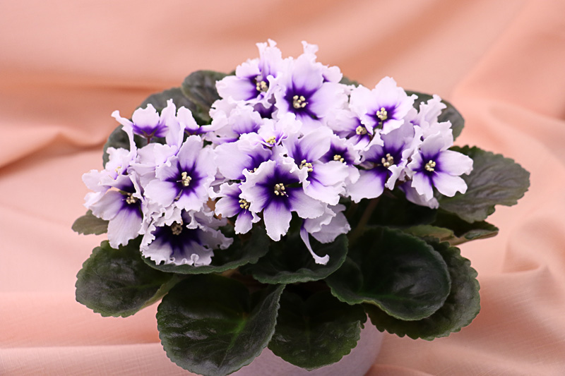 Сенполия Humako