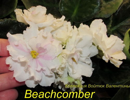 Beachcomber1.jpg