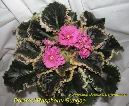 Dolores' Raspberry Sundae-роз1.jpg
