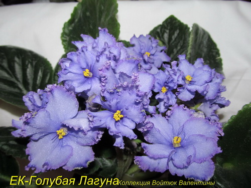 ЕК-Голубая Лагуна-роз1.jpg
