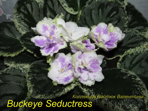 Buckeye Seductress1.jpg